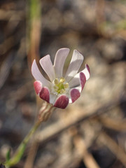 Silene portensis