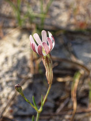 Silene portensis