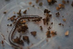 Proteroiulus fuscus