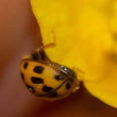 Propylea quatuordecimpunctata
