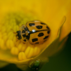 Propylea quatuordecimpunctata