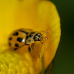 Propylea quatuordecimpunctata
