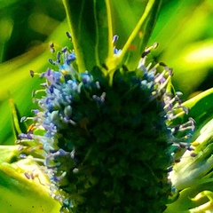 Eryngium carlinae