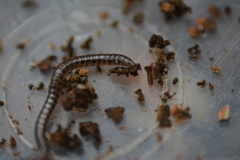Proteroiulus fuscus