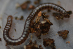 Proteroiulus fuscus