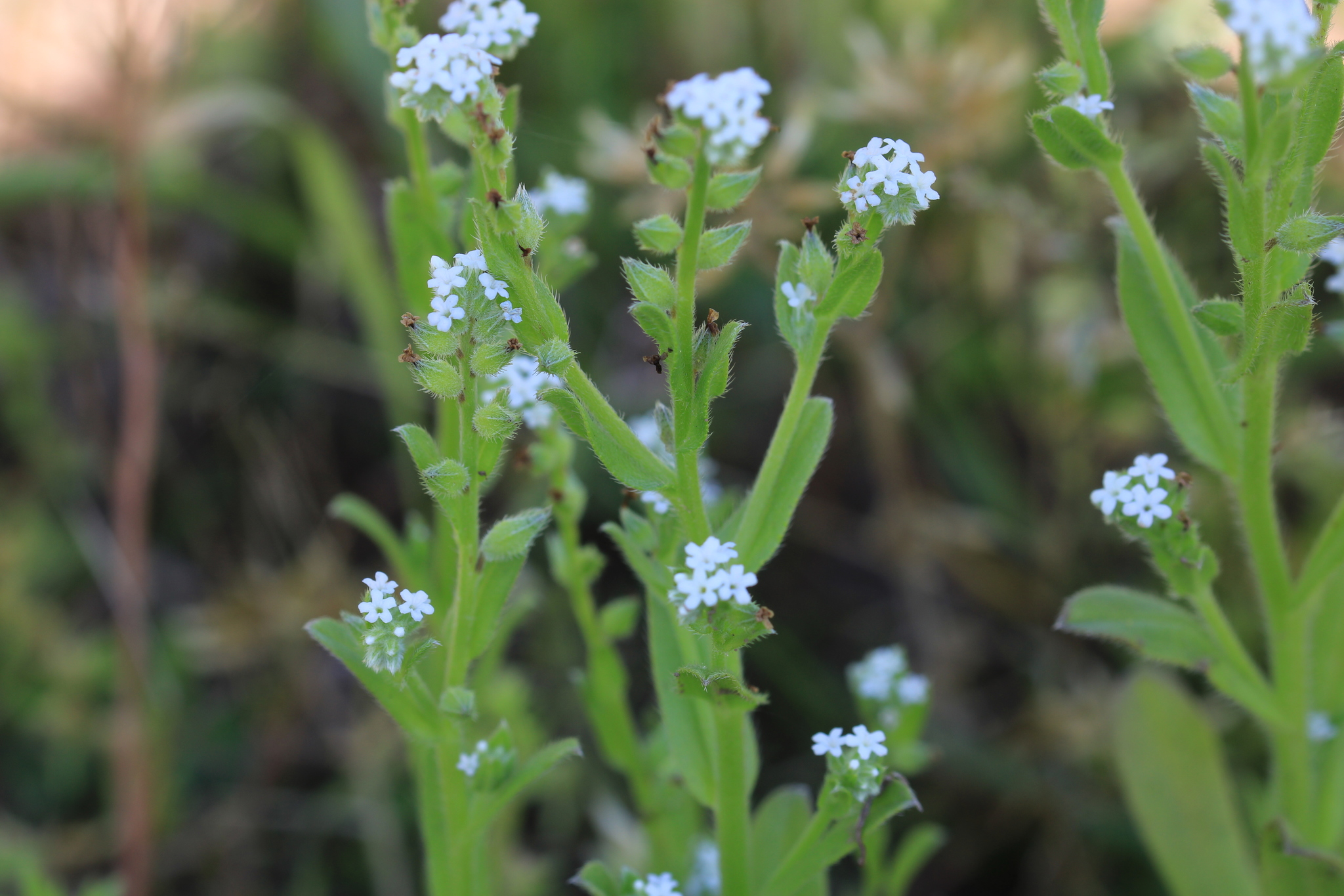 Myosotis verna