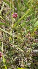 Trifolium bifidum decipiens