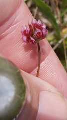 Trifolium bifidum decipiens