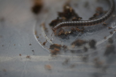 Proteroiulus fuscus