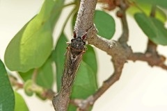 Platypedia minor