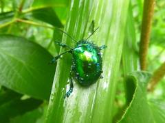 Eumolpus surinamensis