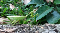 Stagmatoptera septentrionalis