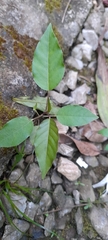 Magnoliopsida