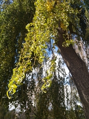 Salix babylonica tortuosa