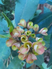 Angiospermae