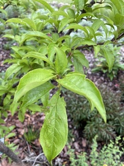 Prunus salicina