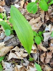 Allium tricoccum
