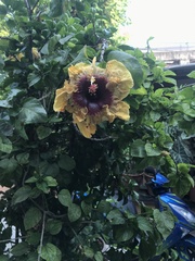 Malvaceae