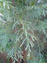 Tracheophyta