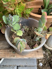 Kalanchoe marnieriana