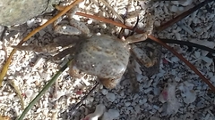 Cyclograpsus integer