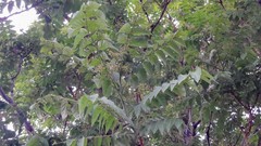 Ailanthus altissima