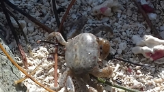 Cyclograpsus integer