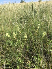 Asclepias stenophylla