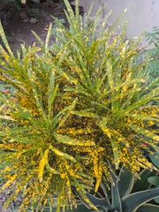 Codiaeum variegatum