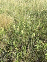 Asclepias stenophylla