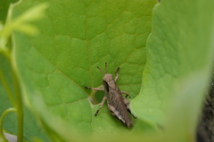 Melanoplus viridipes