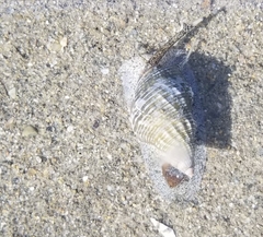 Nassarius fossatus