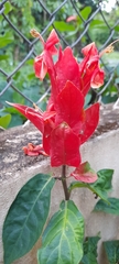 Angiospermae