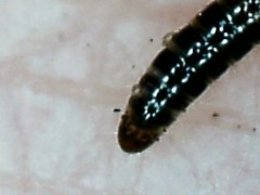 Proteroiulus fuscus