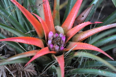 Aechmea recurvata