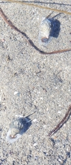 Nassarius fossatus