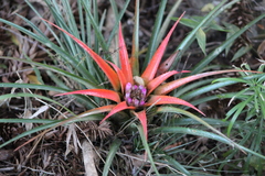 Aechmea recurvata