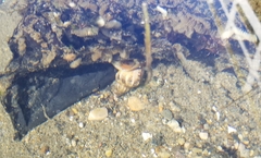 Nassarius fossatus