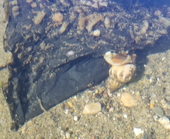 Nassarius fossatus