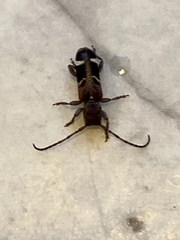 Psenocerus supernotatus