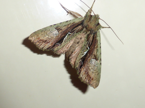 Meterana decorata Philpott, 1905