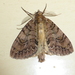 Pseudocoremia suavis - Photo (c) Maurice,  זכויות יוצרים חלקיות (CC BY-NC), הועלה על ידי Maurice