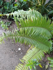 Polypodiopsida