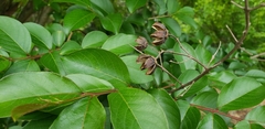 Magnoliopsida