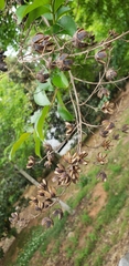 Magnoliopsida