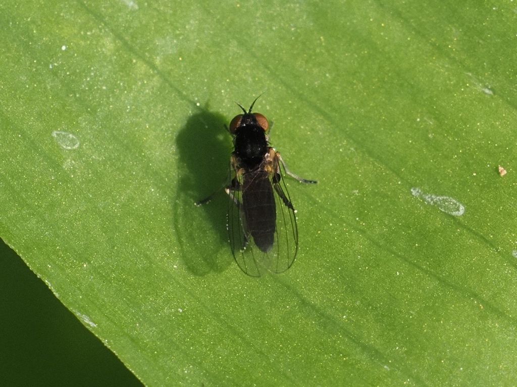Agathomyia viduella