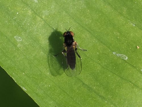 Agathomyia viduella