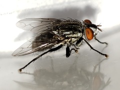 Blaesoxipha