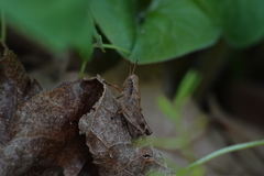 Melanoplus viridipes