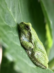 Hyla japonica
